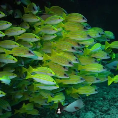 Hejno tropických ryb jako důkaz více než 1000 druhů v oceánu kolem Malediv