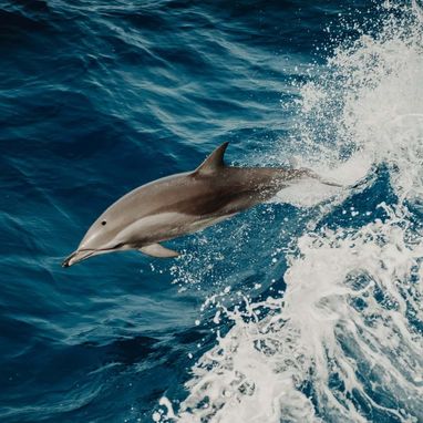 Logo Dolphin Safe – delfín symbolizující šetrný rybolov